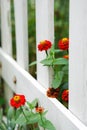 Red Zinnias and White Fence Royalty Free Stock Photo