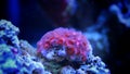 Red zoas coral in reef tank
