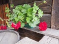 Red zonal geraniums in design. Pelargonium peltatum is species of pelargonium known by common names Pelargonium Royalty Free Stock Photo