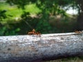 Ant Royalty Free Stock Photo