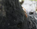 Redants Royalty Free Stock Photo