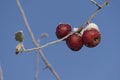 Red apples on a branch in winter against a blue sky Royalty Free Stock Photo