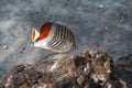 Redback Butterflyfish - Chaetodon paucifasciatus Royalty Free Stock Photo