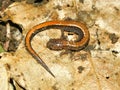 Redback Salamander (Plethodon cinereus)