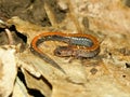 Redback Salamander (Plethodon cinereus) Royalty Free Stock Photo