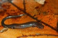 Redback Salamander (Plethodon cinereus) Royalty Free Stock Photo