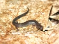 Redback Salamander (Plethodon cinereus) Royalty Free Stock Photo