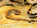 Redback Salamander Plethodon cinereus Royalty Free Stock Photo