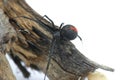 Redback Spider