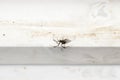 Redback Spider - Australia Royalty Free Stock Photo