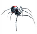 The redback spider, Australian black widow Latrodectus hasselti