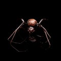 Redback Spider, or Australian Black Widow Royalty Free Stock Photo