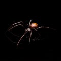 Redback Spider, or Australian Black Widow Royalty Free Stock Photo