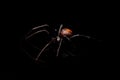 Redback Spider, or Australian Black Widow Royalty Free Stock Photo