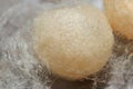 A redback spider egg sac in silken web Royalty Free Stock Photo