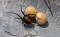 redback spider with eggs Royalty Free Stock Photo