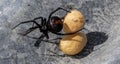 redback spider with eggs Royalty Free Stock Photo