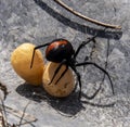 redback spider with eggs Royalty Free Stock Photo