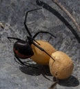 redback spider with eggs Royalty Free Stock Photo