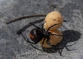 redback spider with eggs Royalty Free Stock Photo