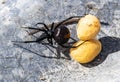 redback spider with eggs Royalty Free Stock Photo