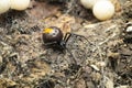 Redback spider or Latrodectus hasselti, , chalakewadi maharashtra Royalty Free Stock Photo