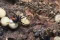 Redback Spider or Latrodectus hasseltii, Satara Royalty Free Stock Photo