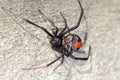 Australian Redback spider on wooden panel, macro image