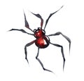 Redback watercolor Spider isolated on a white background, Australian Black Widow, closeup macro detail of deadly venomous spider