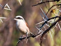 Redbacked shrike Royalty Free Stock Photo