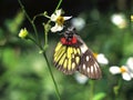 Redbase Jezebel butterfly Delias pasithoe Royalty Free Stock Photo