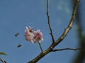 Bees Sakura flower redbase jezebel butterfly