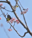 Sakura flower redbase jezebel butterfly