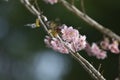 Sakura flower redbase jezebel butterfly