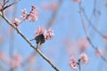 Sakura flower redbase jezebel butterfly