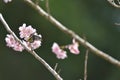 Sakura flower redbase jezebel butterfly