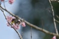 Sakura flower redbase jezebel butterfly