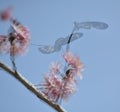 Sakura flower redbase jezebel butterfly