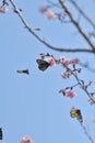 Triple Sakura flower Redbase jezebel butterfly