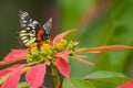 Redbase Jezebel butterfly in Taiwan Royalty Free Stock Photo