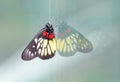 a redbase Jezebel is is a medium-sized butterfly of the family Pieridae, stick on the glass