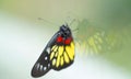 a redbase Jezebel is is a medium-sized butterfly of the family Pieridae, stick on the glass