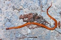 Redbelly Snake Illinois Wildlife Royalty Free Stock Photo