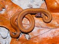 Redbelly Snake (Storeria occipitomaculata) Royalty Free Stock Photo