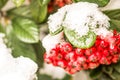 redberries in snow Royalty Free Stock Photo