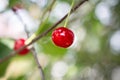 Redberry of cherry closeup