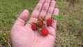 Redberry fresh from mountain hill walking