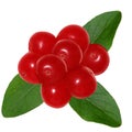 Redberry and leaves