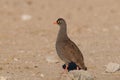 Redbilled francolin in the desert Royalty Free Stock Photo