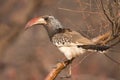 Redbilled hornbill